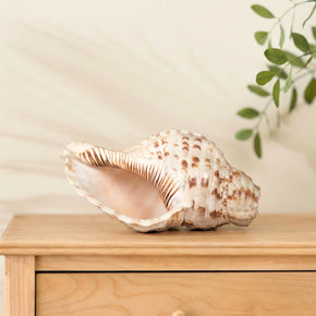 Rare Antique Large "Shankh" Conch Shell