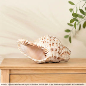 Rare Antique Large "Shankh" Conch Shell